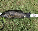 長野県野尻湖オカッパリでの攻略方法教えます 野尻湖のオカッパリでサイズ問わず1匹欲しいという方に必見！ イメージ1