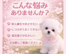 子犬の悩み相談のります 子犬の飼い方・しつけ相談、なんでもOK イメージ3