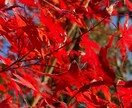 自然のお写真を提供します ふと立ち止まって見えた景色を撮っています イメージ1