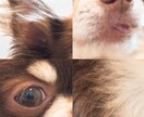 ペットをリアルなイラストで仕上げます 細かい特徴もとらえながら、デジタルアートにて作品にします イメージ9
