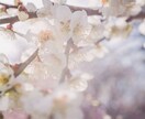 誠意を持ってタロット鑑定致します ●恋愛・仕事・未来●不安な気持ちで過ごしているあなたへ イメージ3