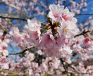 心の悩み軽くします CHIYOmamaのまごころ-1 イメージ1