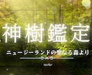 この恋、続けても大丈夫？あの人の本音を視ます 実績1900件！【神樹鑑定】森の聖樹が伝える二人の結末は？ イメージ3