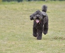 愛犬とのドッグラン等に同行して撮影します 愛犬との楽しい時間を写真に残しませんか？ イメージ6