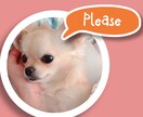 かわいいペットたちの可愛画像作ります いつもの写真が思い出の一枚に！ イメージ6