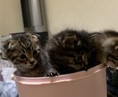 寂しい方私が話し相手になります 1人で寂しい方、話を聞いてほしい方、何でも話聞きます。 イメージ1