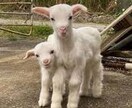 あなたを否定せず、ただ静かに話を聞きます 不安・愚痴・寂しさ、途中で切っても大丈夫です イメージ7