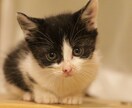カワイイペットのプロフィール写真撮ります 性格まで写る♪臆病な子でもなぜか私には撮らせてくれます。 イメージ1