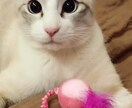 可愛い猫の写真よろしくおねがいします 可愛い猫の写真ですよろしくお願い致します イメージ3