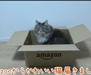 あなたのペット動画でオリジナルムービーを制作します 字幕、BGM、効果音など！様々な要素で自分だけの動画に！ イメージ3