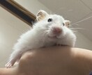 大好きなペットちゃんのお気持ち伝えます 動物さん達の気持ちが伝わりやすく写真でもお聞きできます イメージ1