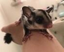 小動物飼育についてアドバイスします 元ペットショップ店員が相談サポート！ イメージ2
