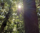あなたの心を水面―みなも―に浮かします 爽やかをお届けするタロットリーディング占い イメージ3