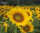 フリートークやカウンセリングでモヤモヤを解消します 心のドアノブは内側からしか開かない イメージ1