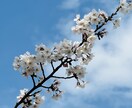 SNS投稿に最適な余白設計風景画像を提供します [SNSに最適]投稿がそのまま映える“余白設計済み風景素材 イメージ6