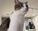 大型犬と猫の飼い主。飼い方やお手入れ相談乗ります アラスカンマラミュートのしおむすび♡愛犬愛猫のお悩み相談室 イメージ10
