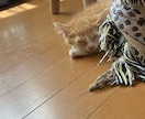 初めての出品です（笑）話し相手になります 小さな悩み事でも是非！楽しく話しましょ！ イメージ2