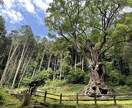 あなたの本当の価値を教えます なぜ、あなたが存在しているのか、丁寧に詳しく説明します。 イメージ8