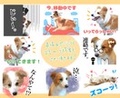 カワイイペットのLINEスタンプお作りします 可愛いく撮れたペットたちのお写真でスタンプ作りませんか？ イメージ8