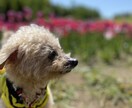 トイプードルの癒しの写真を提供します トイプードルのかわいらしい日常をお届けします イメージ3