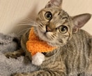 ねこちゃんわんちゃんの撮影用マフラー編みます 可愛いねこちゃんわんちゃんがさらに映える可愛いマフラーです♪ イメージ2