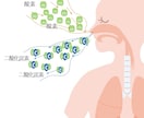 咳や喘息を薬に頼らない根本的なケア方法を教えます 咳や喘息で苦しんでいる全ての方へ　原因は間違った呼吸の仕方 イメージ6