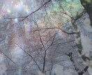 あなたから伝わるイメージをお伝えします お花や風、今のあなたから伝わるイメージを。 イメージ1