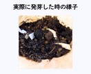芽が出る！ 循環可能な名刺、少量承ります データ入稿、再注文用です。印刷枚数少量（20枚）です。 イメージ3