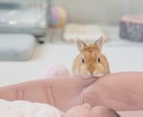 ペットフォトグラファーが可愛い一瞬を撮影します 何気ない毎日が、かけがえのない思い出になりますように イメージ9
