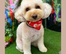 あなたにピッタリな動物イラスト描きます あなたを動物化しちゃったり、おうちの動物の似顔絵を制作！ イメージ8