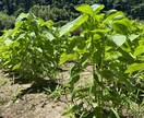 農薬等を使わない農法のご相談を承ります 水稲、小麦、野菜、鶏、日本ミツバチに取り組んでみませんか？ イメージ1