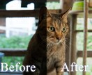 お気に入りの写真に合わせて、自然なレタッチをします 思い出用・SNS用に！明るさ・色調補正で自然な仕上がりに★ イメージ1