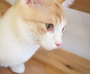 おしゃれ◎即日◎写真をイラストにします 愛犬や大好きな人などをおしゃれなアイコン等にさせたい人に！ イメージ2