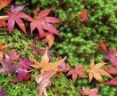 貴方のお話お聞かせくださいお力になります 心身ともに疲れている方、心の安定を図り解決に導きます。 イメージ1