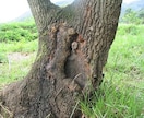 天然オオクワガタの採集方法（樹液・洞採集）教えます クワガタの採集のうち困難なオオクワガタの樹液採集方法です イメージ9