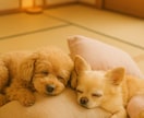 シニアわんこへの愛情も不安も一緒に考えます 介護もお別れも優しく寄り添い、そっと受けとめます イメージ10