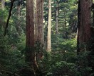 高位精霊との霊視で、二人の魂を愛ある未来へ導きます 【先の光が見えず不安な方へ】未来は変えれる。※初回限定価格 イメージ3
