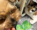 どんな事でもOK！寄り添ってお話聞きます 何話そうかな？決まっていなくても大丈夫！タロット占いもOK イメージ4