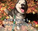 わんこのしつけ相談、アドバイスさせて頂きます 歴10年以上！幸せわんこ生活のお手伝いをさせて下さい♡ イメージ1