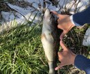 バス釣りをしている人へ、釣果の上げ方教えます バス釣りをひたすら続けてきたのでノウハウを全て伝えたいです。 イメージ2