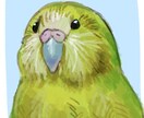 ペットの小鳥のイラスト描きます 愛鳥の似顔絵描きます！ふわふわの毛質にこだわりアリ！ イメージ4