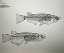 プロが世界に一枚のリアルなペット鉛筆画を描きます 昆虫・魚類・両生類・爬虫類・鳥類・哺乳類まで全対応します イメージ3