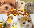 ペットちゃんのきもちをお伝えします ペットちゃんと絆が深まるお手伝いをさせていただきます！ イメージ3