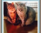 ペットのお悩み解決策お伝えします 猫や犬が飼いたい！また飼っている方のお悩み イメージ4