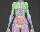 美術解剖学教えます ----大学講師が教えます---- イメージ3
