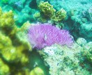 Trip to Amami?英語でご相談にのります Plan your trip in English! イメージ2