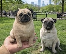 写真から作るオーダーメイド羊毛フェルトペットます 提供内容：彫刻犬猫そっくりぬいぐるみ イメージ1