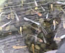 メダカ飼育のお悩み、疑問、質問お伺いします ☘️飼育歴10年以上/電話相談/めだか/餌/水替え/水槽 イメージ5