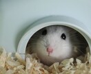 あなたの大切な子のお話お聴きします 愛おしさも、迷いも、悲しみも。どんな想いも受け止めます イメージ9