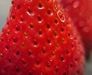 植物、食材を中心に色々な写真を投稿します ミクロの世界への挑戦と探検。まだ見ぬ世界へ。 イメージ7